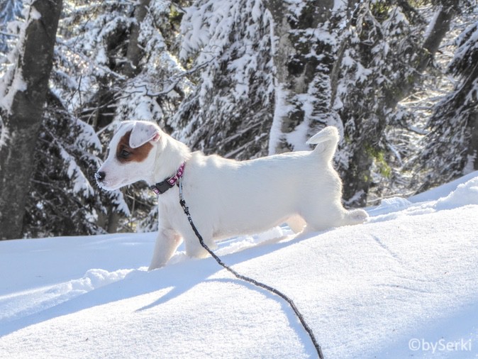 Lavinske razmere, 17. 12.&nbsp;2017