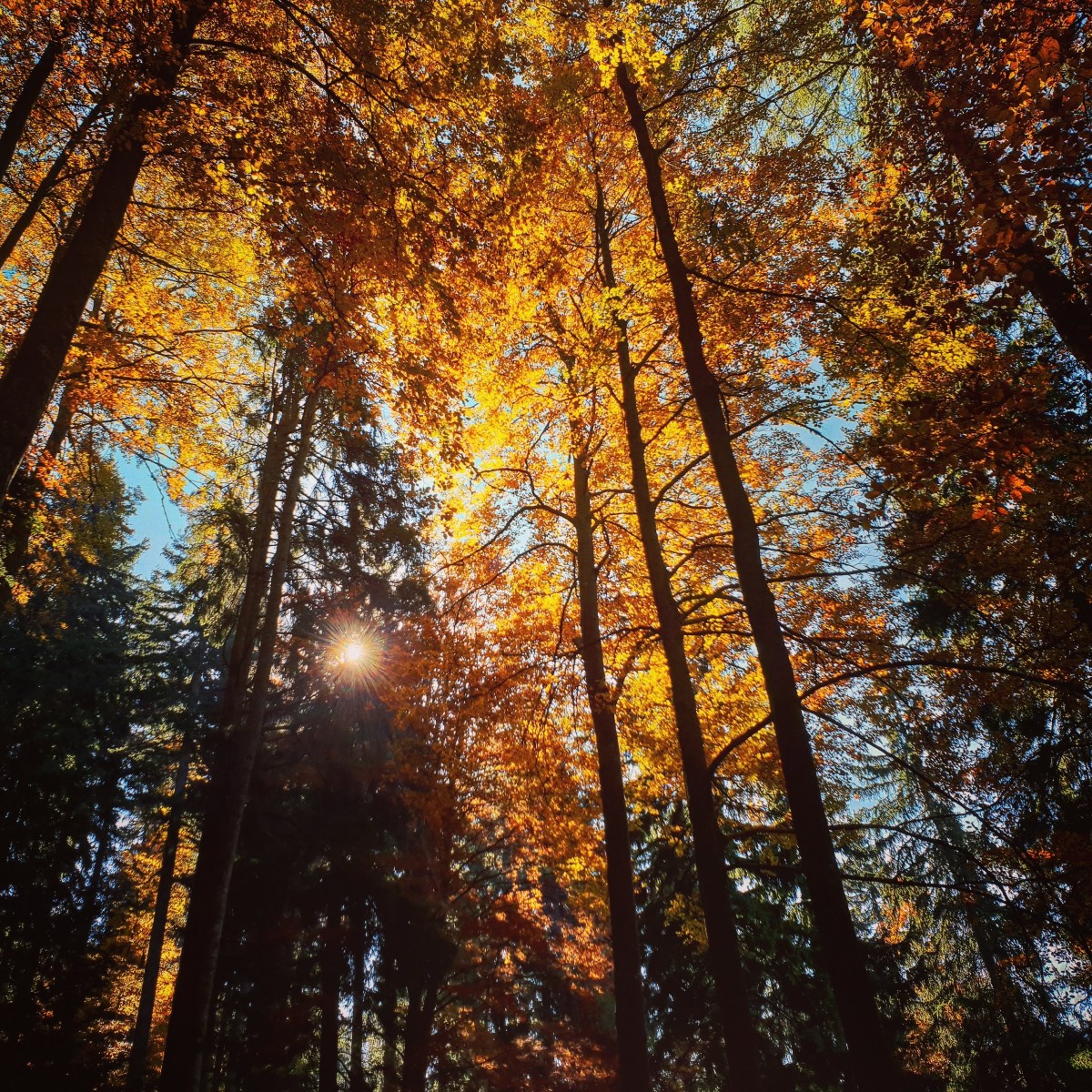 Jesenska pripoved …